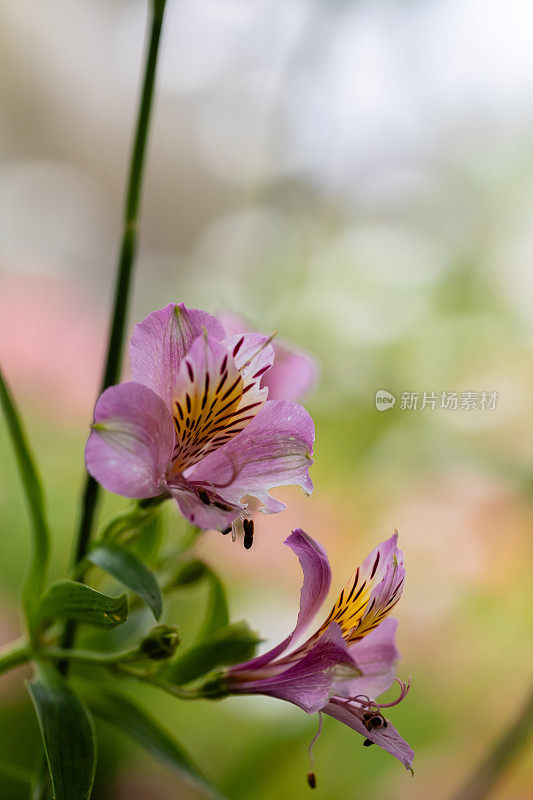 背景模糊的印加百合特写(Alstroemeria aurea)